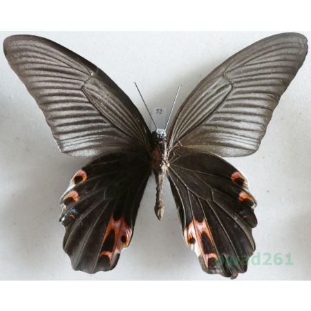 Papilio rumanzovia Eschscholtz, 1821 reverse Philippines 112mm52
